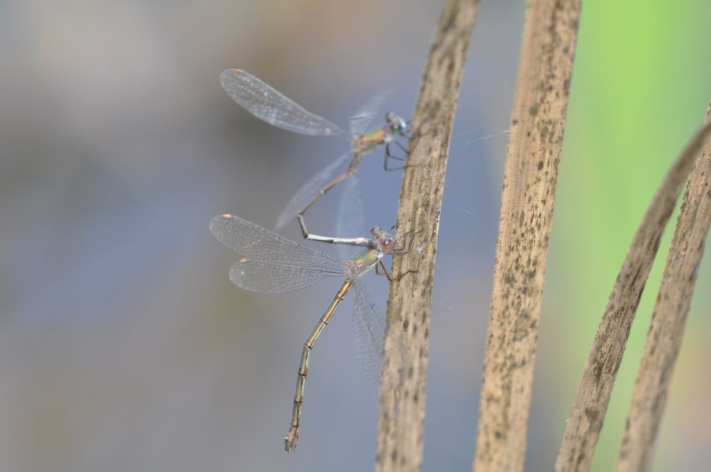 Chalcolestes viridis o parvidens