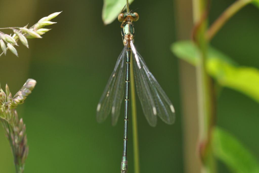 Chalcolestes viridis o parvidens