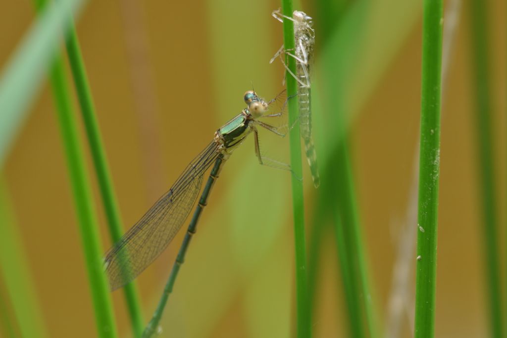 Chalcolestes viridis o parvidens