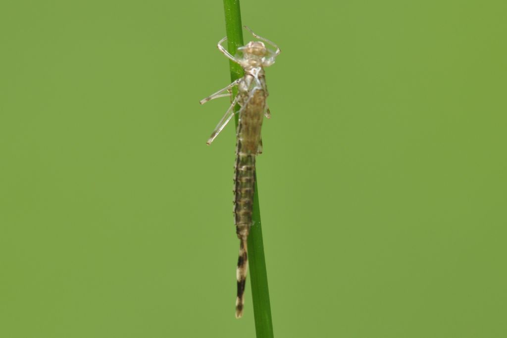 Chalcolestes viridis o parvidens