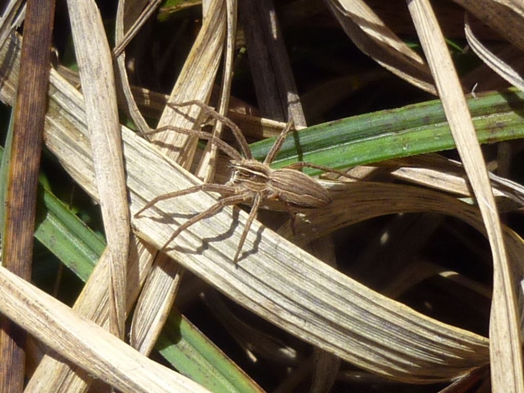 Pisaura sp. - Sorisole (BG)