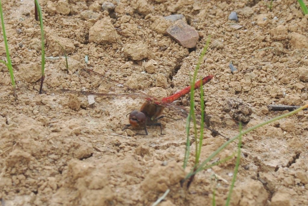 Aiuto id Sympetrum: striolatum