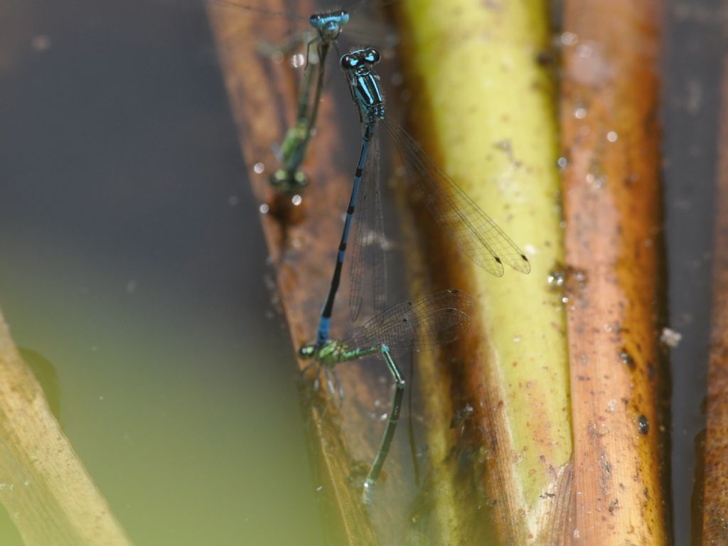 Coenagrion cfr. puella