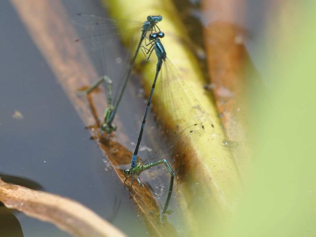 Coenagrion cfr. puella