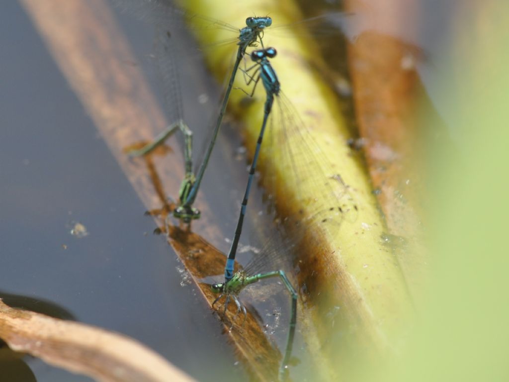 Coenagrion cfr. puella