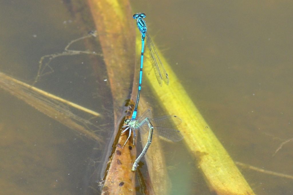 Coenagrion puella con strano pattern