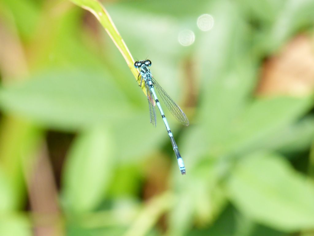 Coenagrion puella con strano pattern