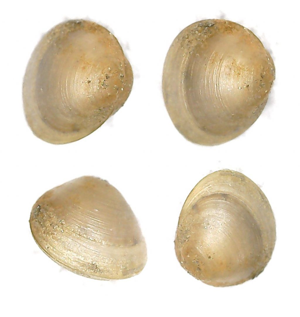 Pisidium sp.