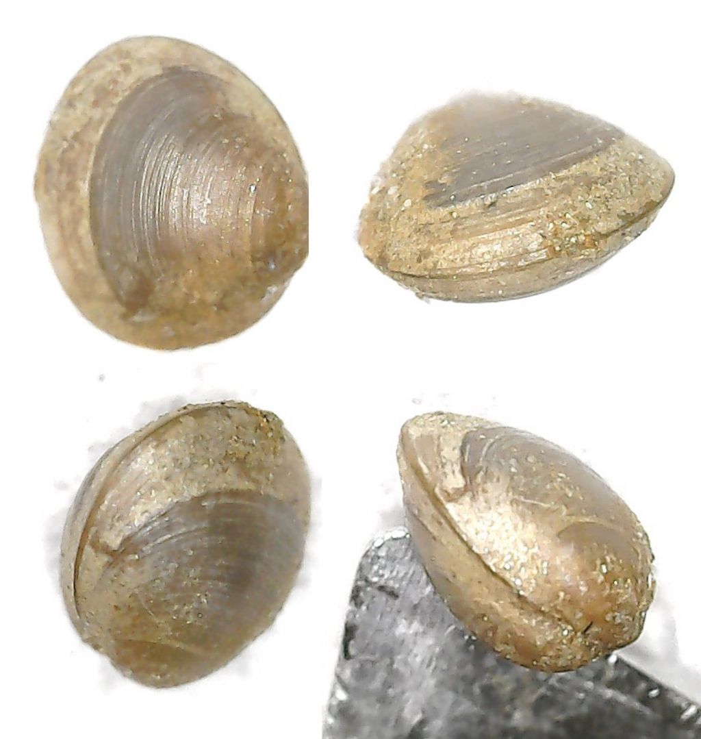 Pisidium sp.