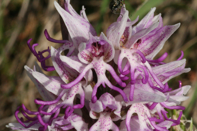 Orchis simia L.