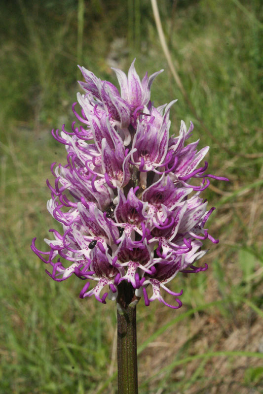 Orchis simia L.