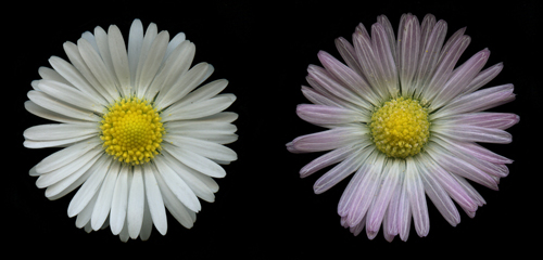 Bellis perennis L.