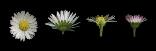 Bellis perennis L.