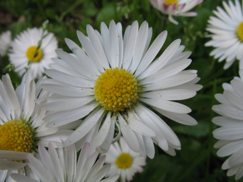 Bellis perennis L.