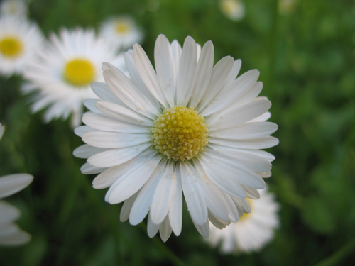 Bellis perennis L.