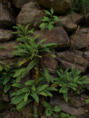 Asplenium ceterach L.