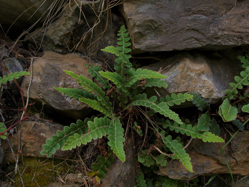 Asplenium ceterach L.