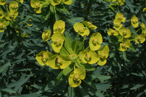 Euphorbia dendroides L.