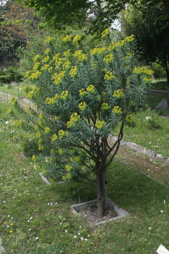 Euphorbia dendroides L.