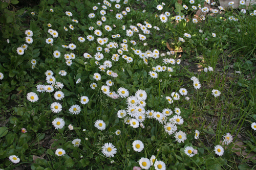 Bellis perennis L.