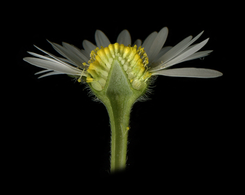 Bellis perennis L.