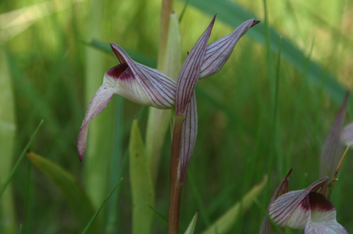 Serapias lingua L.