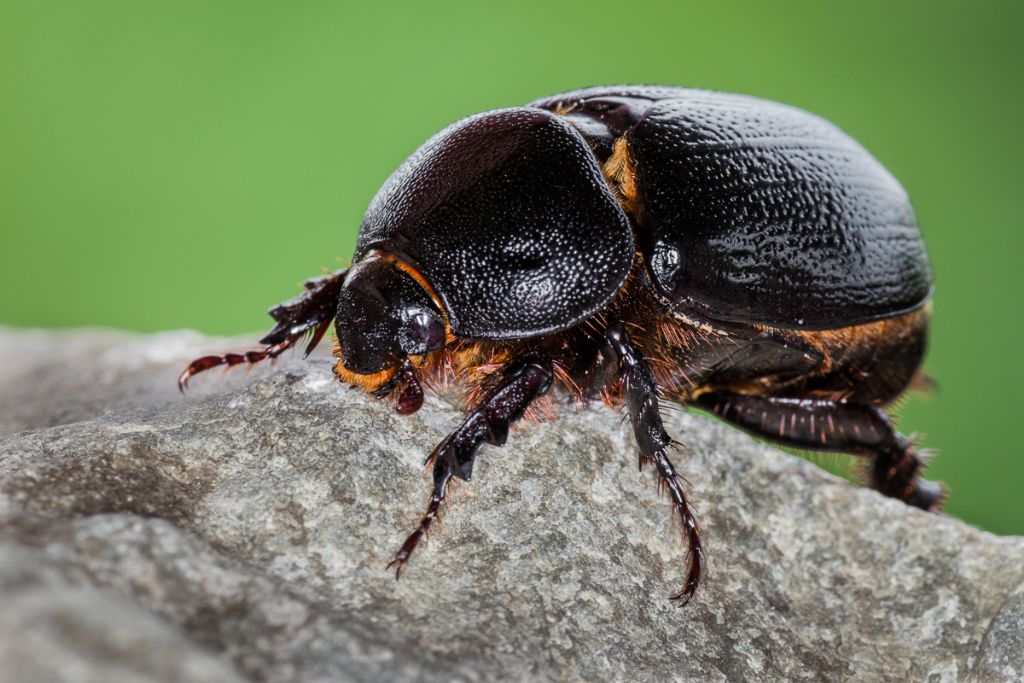 Pentodon bidens punctatus