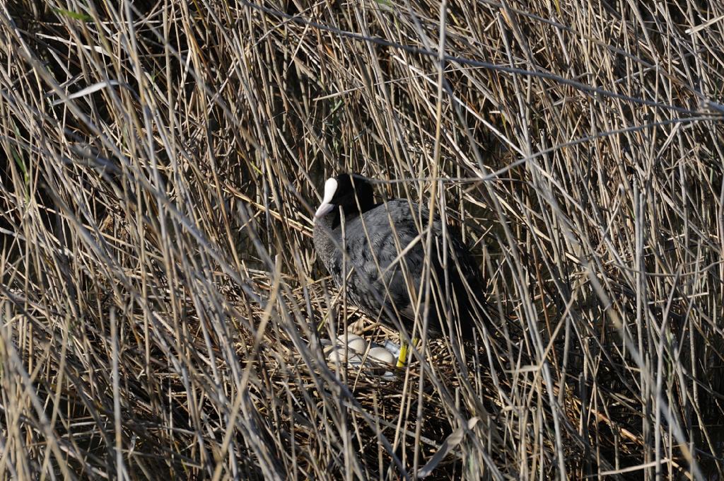 Folaga (Fulica Atra) e il suo nido