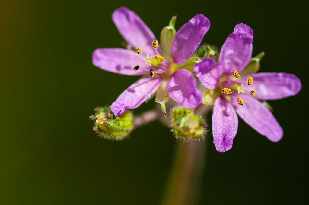 Da determinare - Erodium sp.