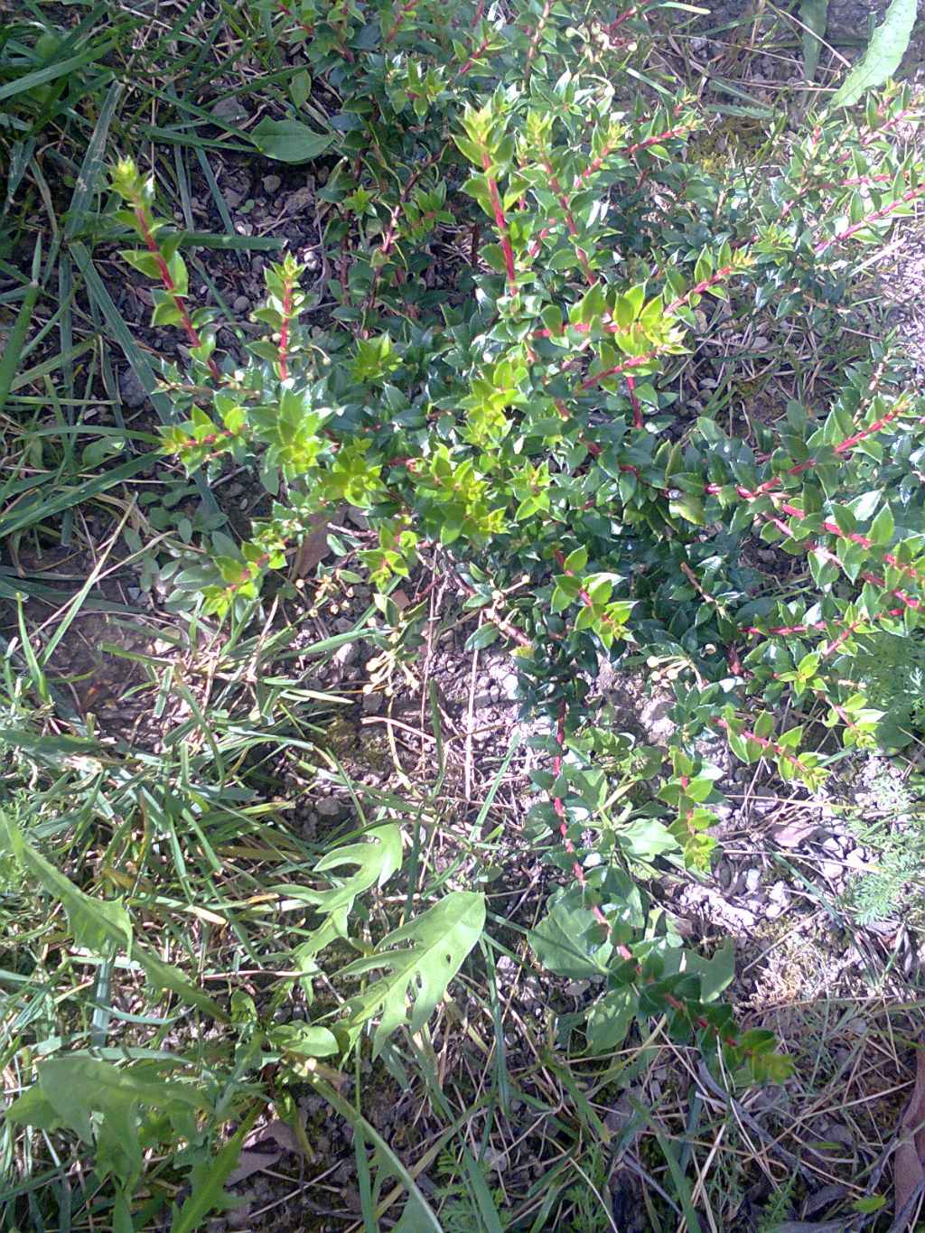 Una pianta curiosa da identificare - Gaultheria sp.