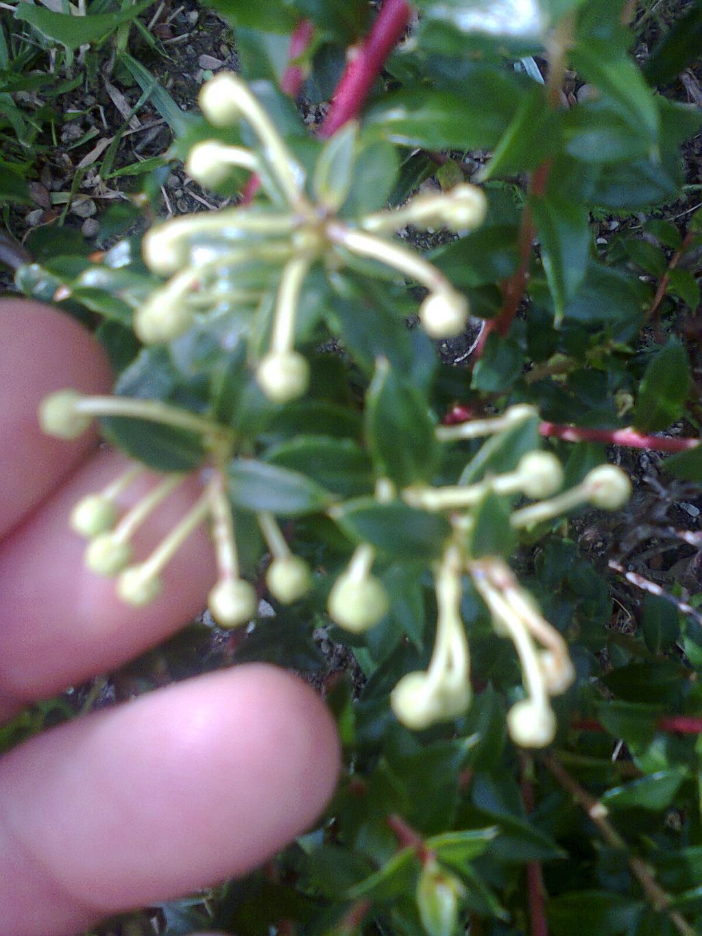 Una pianta curiosa da identificare - Gaultheria sp.