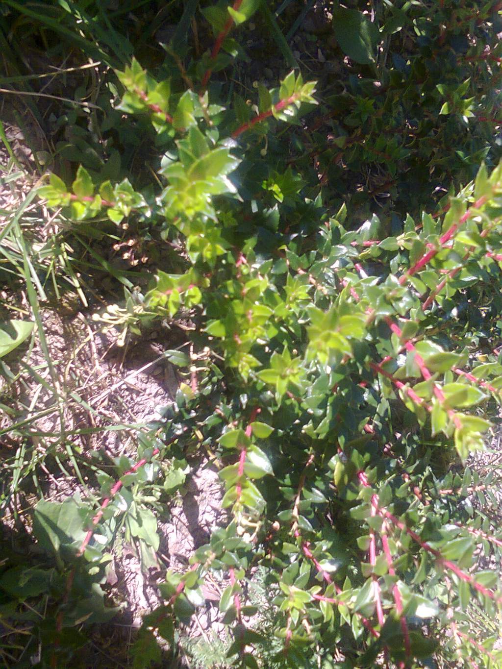 Una pianta curiosa da identificare - Gaultheria sp.