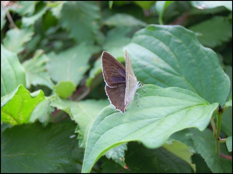 Favonius quercus, Lycaenidae