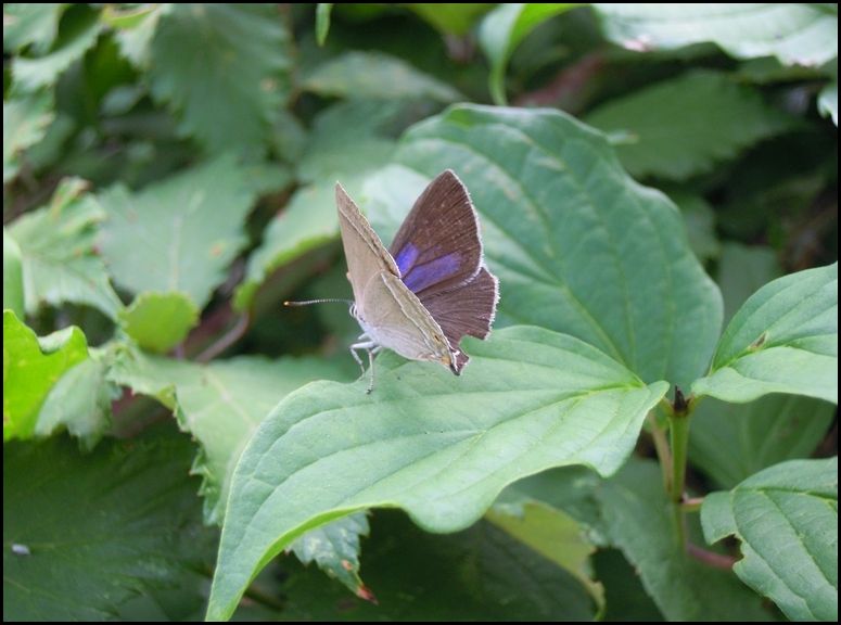 Favonius quercus, Lycaenidae