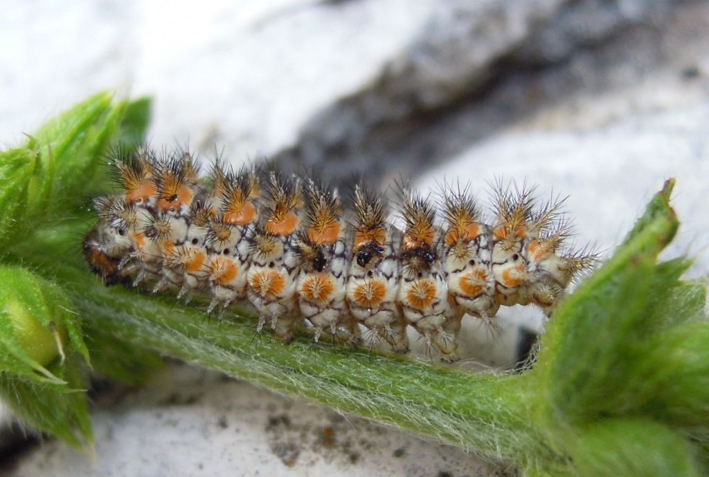 Grazioso bruco indeterminato - Melitaea didyma, Nymphalidae