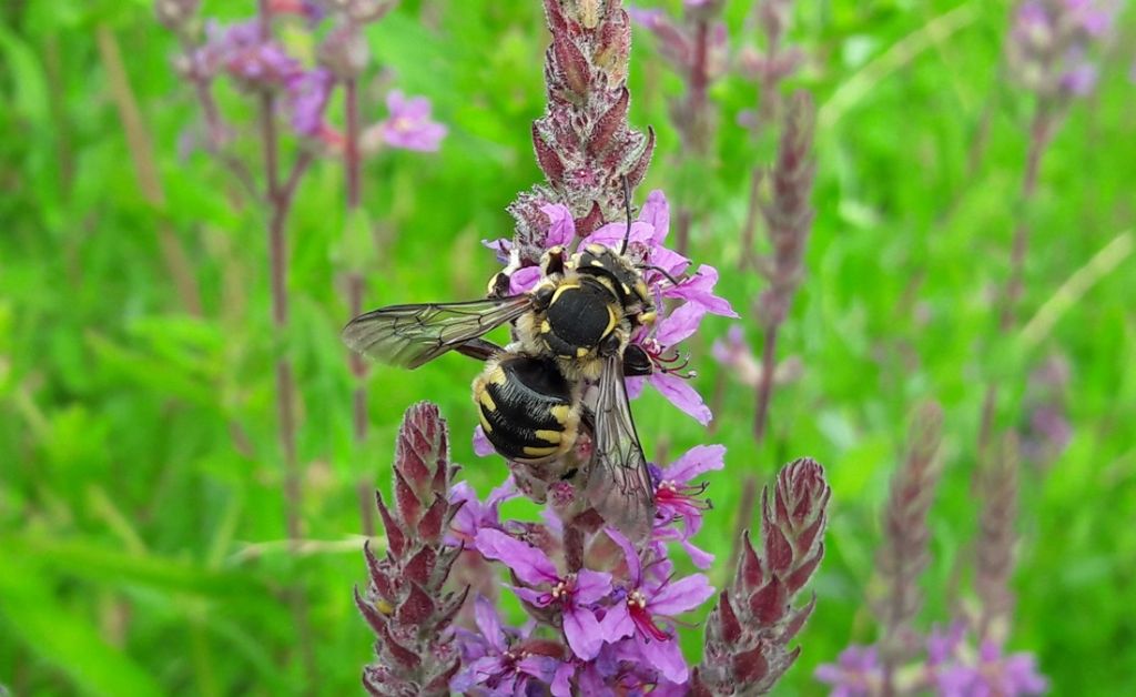 dittero ?  No, Apidae Megachilinae: cfr.  Anthidium florentinum