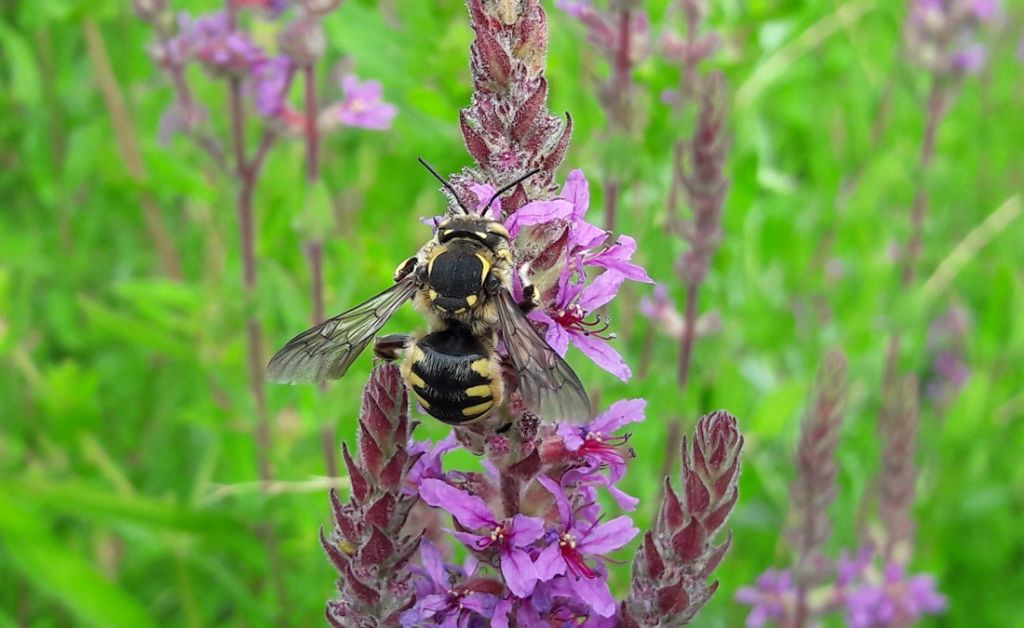 dittero ?  No, Apidae Megachilinae: cfr.  Anthidium florentinum