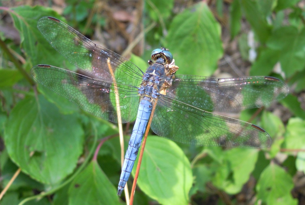 Libellula da determinare:  Orthetrum coerulescens