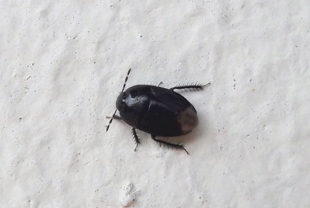 Di quale specie si tratta ? Cydnidae: Geotomus sp.