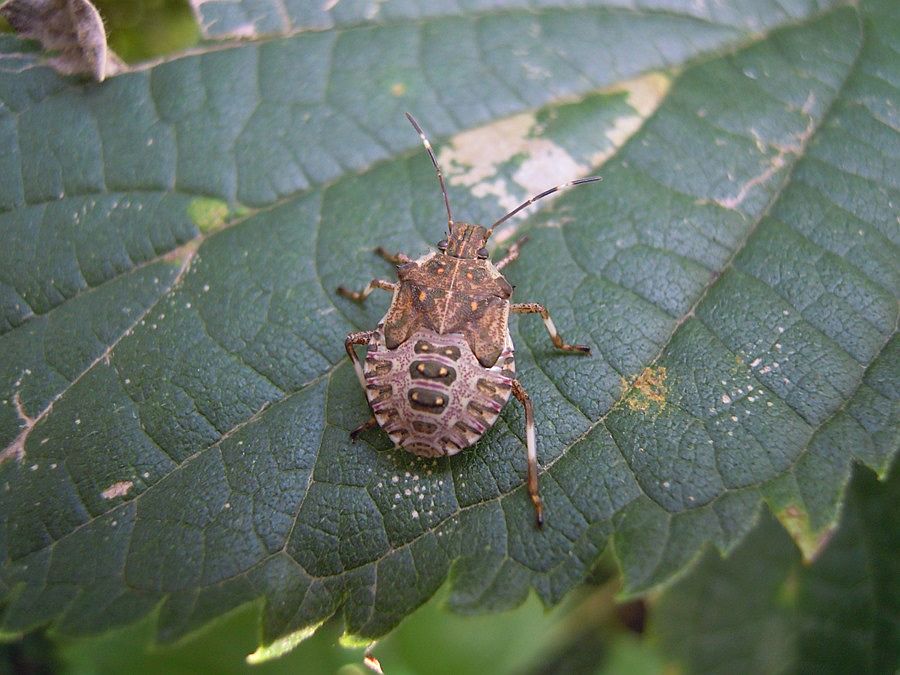 Sempre giovane di cimice asiatica? S, ninfa di Halyomorpha halys (Pentatomidae)