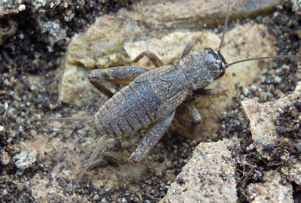 Avete qualche idea?  Eumodicorgryllus bordigalensis (Gryllidae)