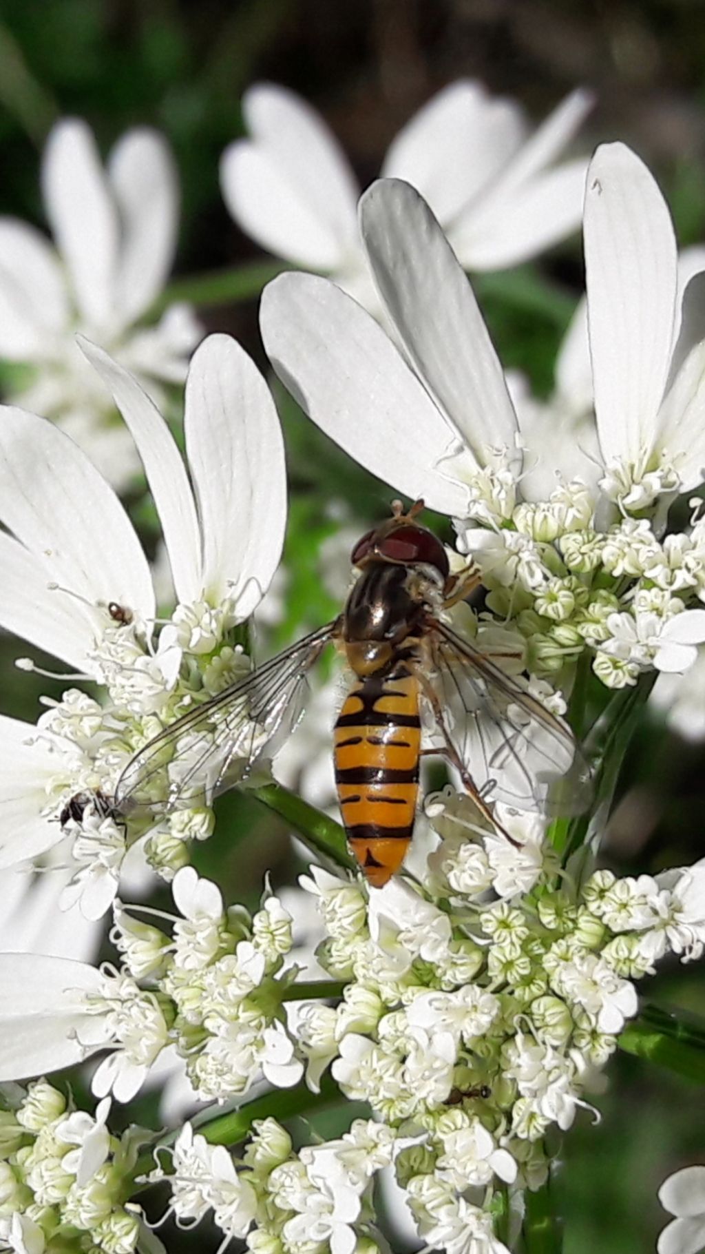 Episyrphus balteatus? S !