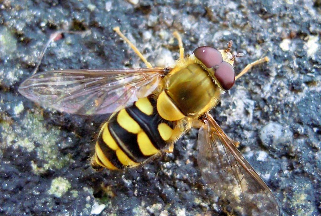 Syrphus ribesii? ... Syrphus sp.