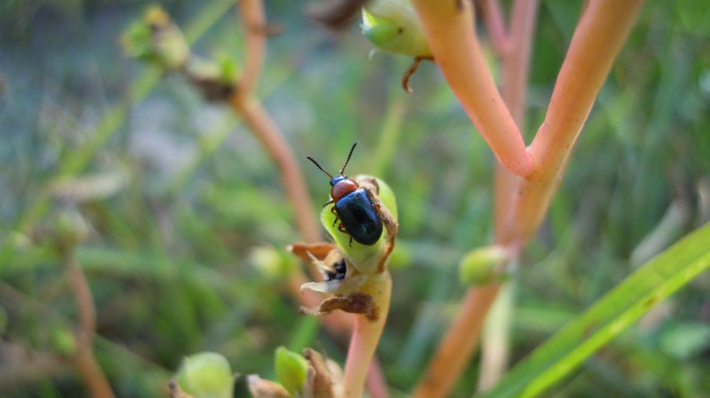 Chrysomelidae: Gastrophysa polygoni