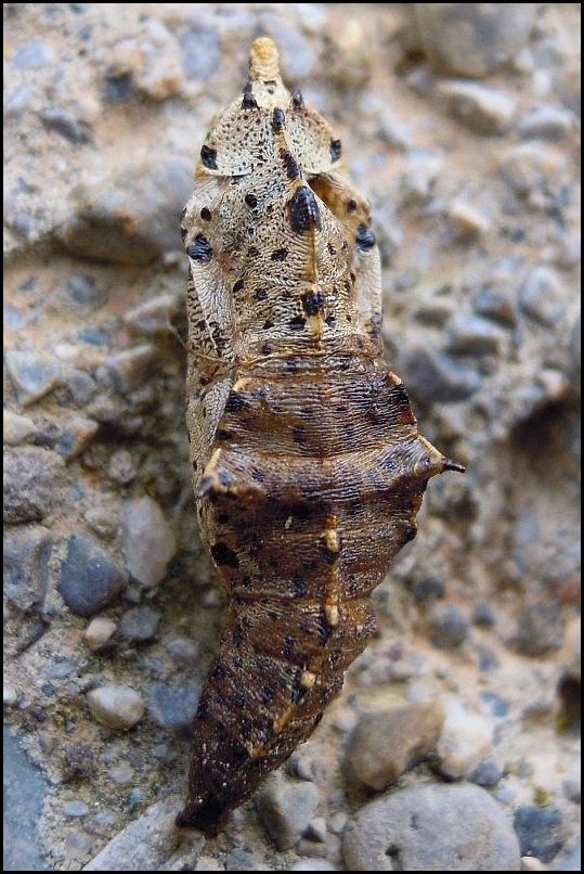 Pupa di Ninfalide da det.1 - Pieridae: Pieris brassicae