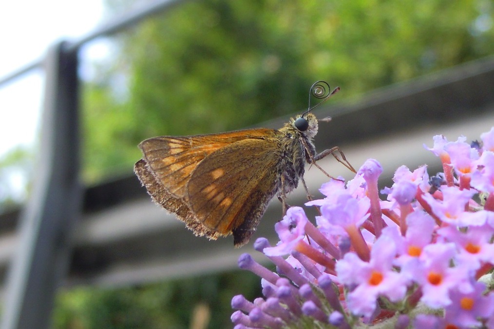 Ochlodes sylvanus, Hesperiidae