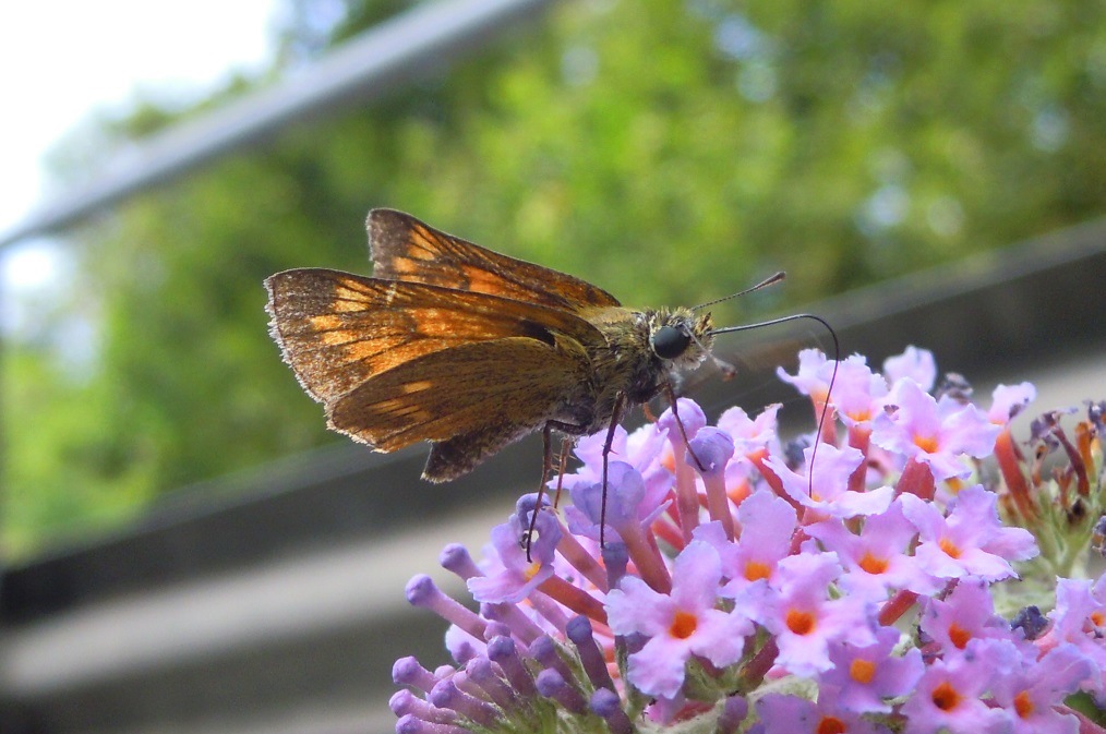 Ochlodes sylvanus, Hesperiidae