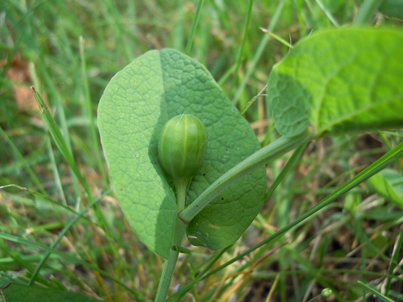 Aristolochia rotunda (Aristolochiaceae)