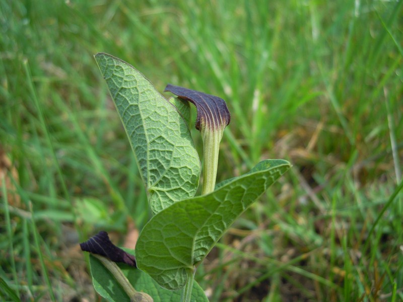 Aristolochia rotunda (Aristolochiaceae)