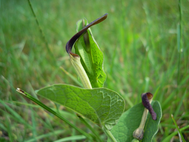 Aristolochia rotunda (Aristolochiaceae)